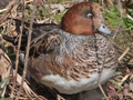 Eurasian Wigeon x Chiloe Wigeon hybrid
